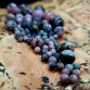 Lace rhodonite beads