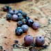 Lace rhodonite beads