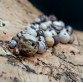 Zebra jasper beads